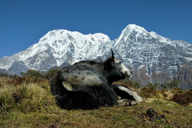 Mardi Himal and Khopra Ridge Private Guided Trek - Accommodation Details