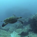 1 marietas islands national park excursion for certified divers Marietas Islands National Park Excursion for Certified Divers