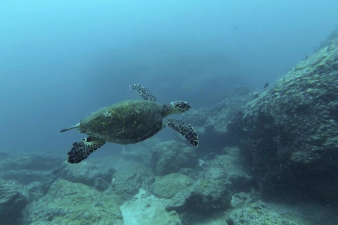 1 marietas islands national park excursion for certified divers Marietas Islands National Park Excursion for Certified Divers