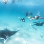 1 marine eco safari swim with manta rays 2 Marine Eco Safari - Swim With Manta Rays