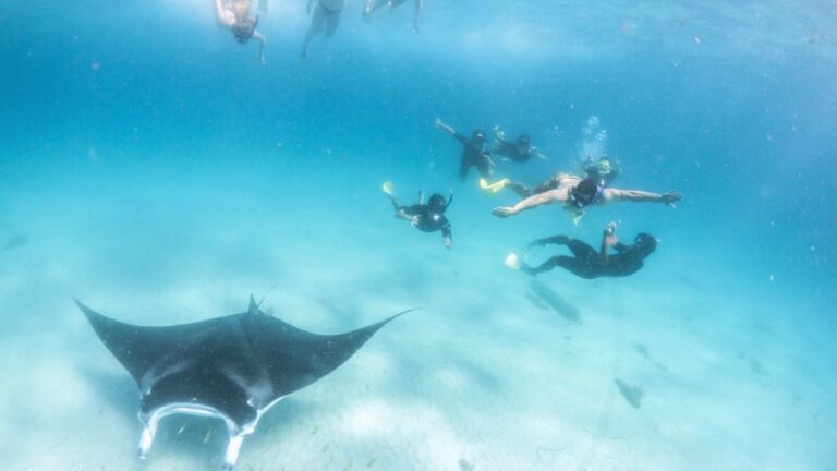 Marine Eco Safari – Swim With Manta Rays