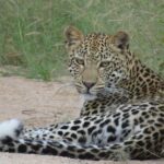 1 marloth park small group full day kruger safari mpumalanga Marloth Park Small-Group Full-Day Kruger Safari - Mpumalanga