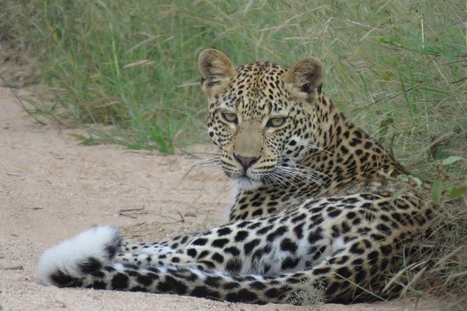 Marloth Park Small-Group Full-Day Kruger Safari  – Mpumalanga
