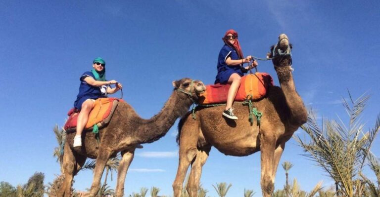 Marrakech: Camel Ride in the Palmeraie
