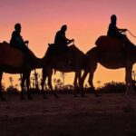 1 marrakech palmeraie sunset camel ride Marrakech Palmeraie: Sunset Camel Ride