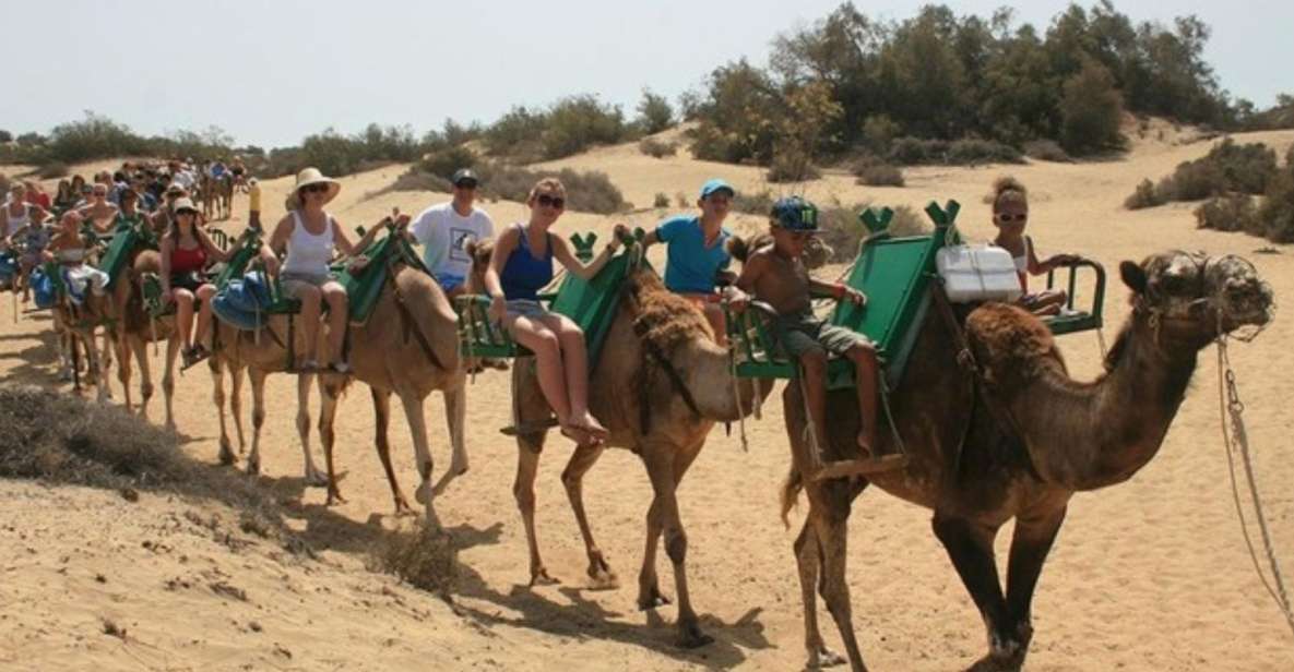 1 maspalomas guided camel ride in the maspalomas sand dunes Maspalomas: Guided Camel Ride in the Maspalomas Sand Dunes