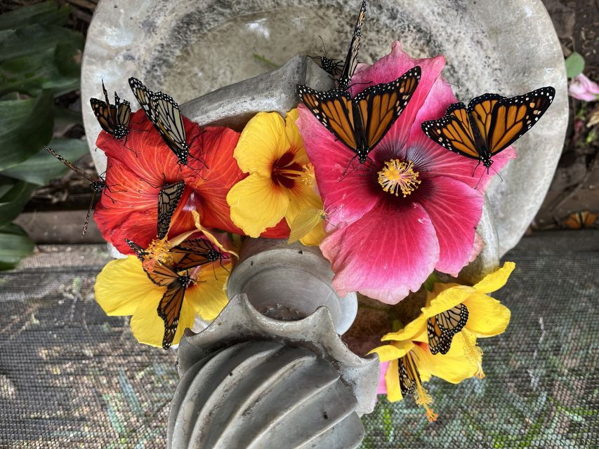 Maui: Interactive Butterfly Farm Entrance Ticket