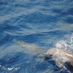 1 meet the dolphins in snorkeling tour Meet the Dolphins in Snorkeling Tour