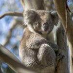 1 melbourne french and phillip island wildlife expedition Melbourne: French and Phillip Island Wildlife Expedition