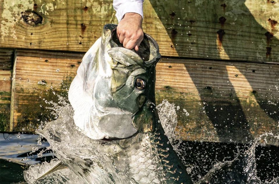 1 miami giant fish feeding Miami: Giant Fish Feeding Experience