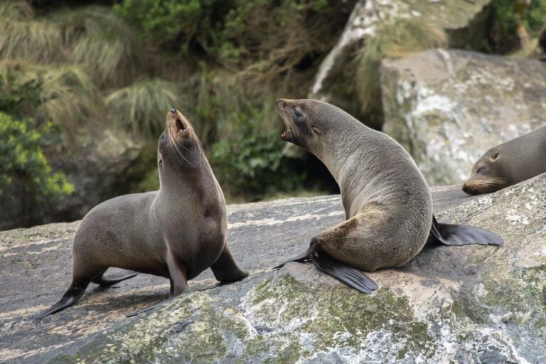 Milford Sound: Premium Small Group Cruise With Canape Lunch