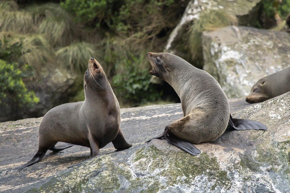 1 milford sound premium small group cruise with canape lunch Milford Sound: Premium Small Group Cruise With Canape Lunch