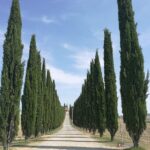 1 montepulciano wine pienza flavors private day tour from tuscany Montepulciano Wine & Pienza Flavors Private Day Tour From Tuscany