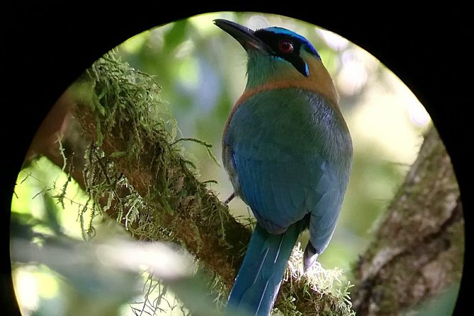 Monteverde Cloud Forest Tour With a Certified Tour Guide