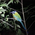 1 monteverde night walk in a high biodiversity forest Monteverde Night Walk in a High Biodiversity Forest