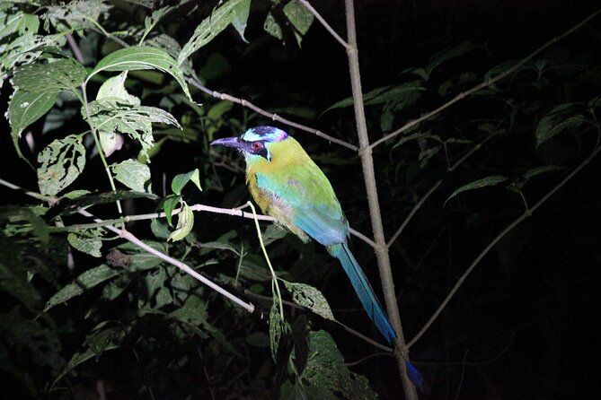 Monteverde Night Walk in a High Biodiversity Forest