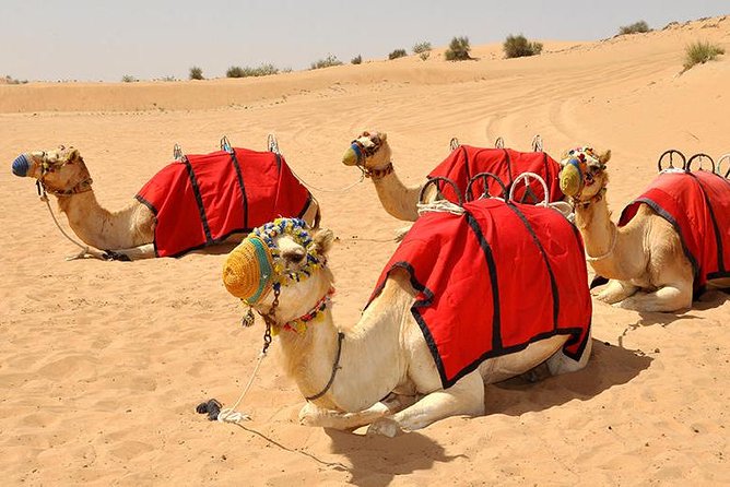 Morning Camel Trekking Safari Dubai ( With Refreshment )
