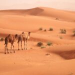 1 morning camel trekking safari from dubai Morning Camel Trekking Safari From Dubai