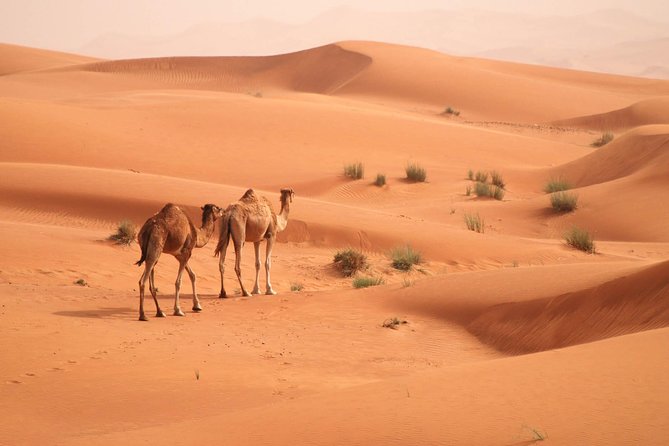Morning Camel Trekking Safari From Dubai