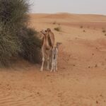 1 morning desert safari with camel rides sand boards and dune bashing 2 Morning Desert Safari With Camel Rides, Sand Boards and Dune Bashing