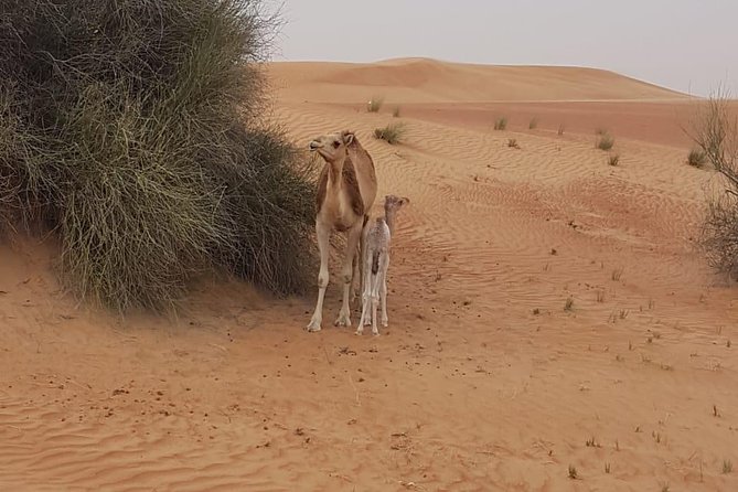 Morning Desert Safari With Camel Rides, Sand Boards and Dune Bashing