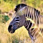 1 morning kruger national park safari Morning Kruger National Park Safari