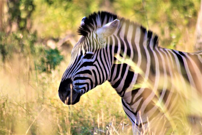 Morning Kruger National Park Safari