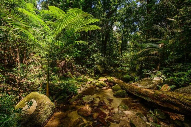 Mossman Gorge, Daintree Rainforest Aboriginal Beach Day