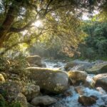 1 mossman gorge day tour with river drift experience Mossman Gorge: Day Tour With River Drift Experience