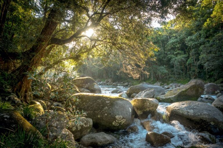 Mossman Gorge: Day Tour With River Drift Experience