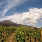 1 mount vesuvio organic wine tasting lunch with transfer from naples Mount Vesuvio Organic Wine Tasting & Lunch With Transfer From Naples