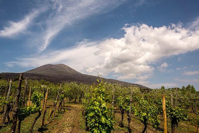 Mount Vesuvio Organic Wine Tasting & Lunch With Transfer From Naples
