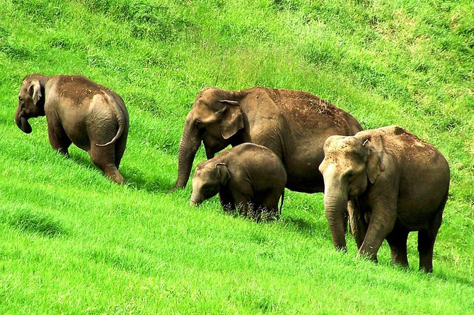 Munnar Site-seeing Tour - Insider Tips for Sightseeing