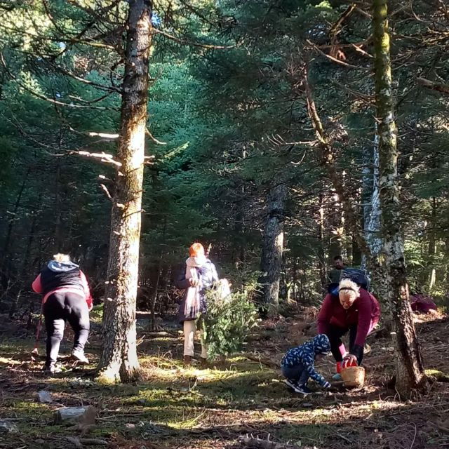 1 mushroom hunting Mushroom Hunting