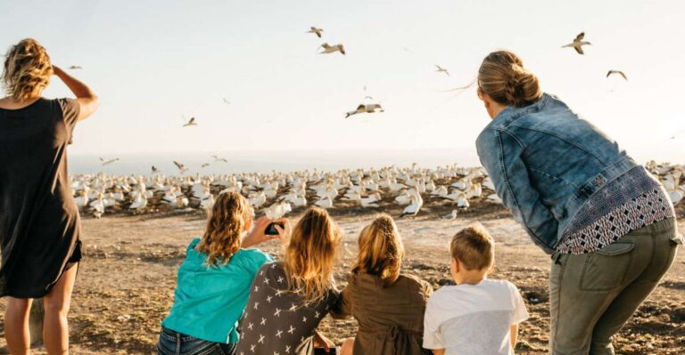 Napier: Cape Kidnappers Gannet, Nature & Sightseeing Tour