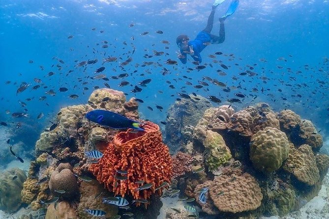 Nemo Island Experience With Drone Photos and Lunch