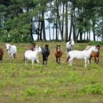1 new forest salisbury day tour from southampton New Forest & Salisbury Day Tour From Southampton