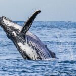 1 newcastle humpback whale watching cruise and harbor tour Newcastle: Humpback Whale Watching Cruise and Harbor Tour