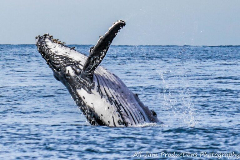 Newcastle: Humpback Whale Watching Cruise and Harbor Tour