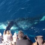 1 newport beach year round whale watching cruise Newport Beach: Year-Round Whale Watching Cruise