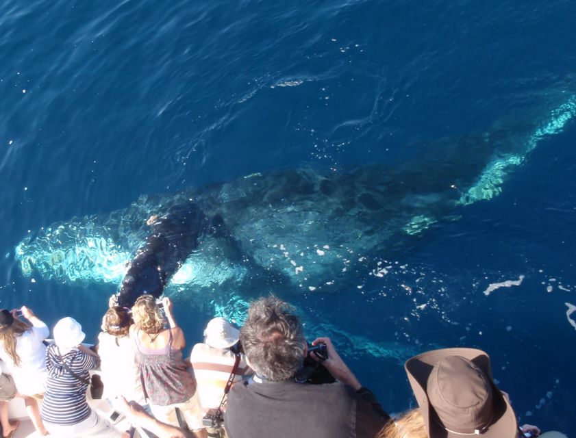 1 newport beach year round whale watching cruise Newport Beach: Year-Round Whale Watching Cruise