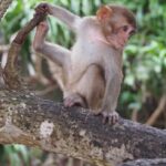 1 nha trang entry ticket to monkey island Nha Trang: Entry Ticket to Monkey Island