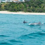 1 noosa heads ocean rider dolphin safari Noosa Heads: Ocean Rider Dolphin Safari