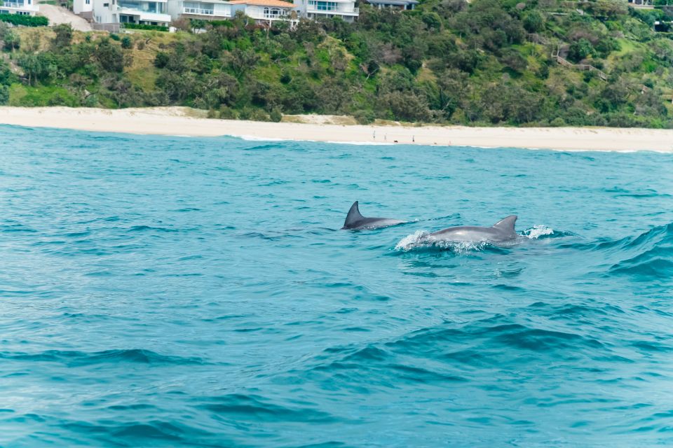 1 noosa heads ocean rider dolphin safari Noosa Heads: Ocean Rider Dolphin Safari