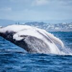 1 noosa humpback whale watching tour Noosa: Humpback Whale Watching Tour