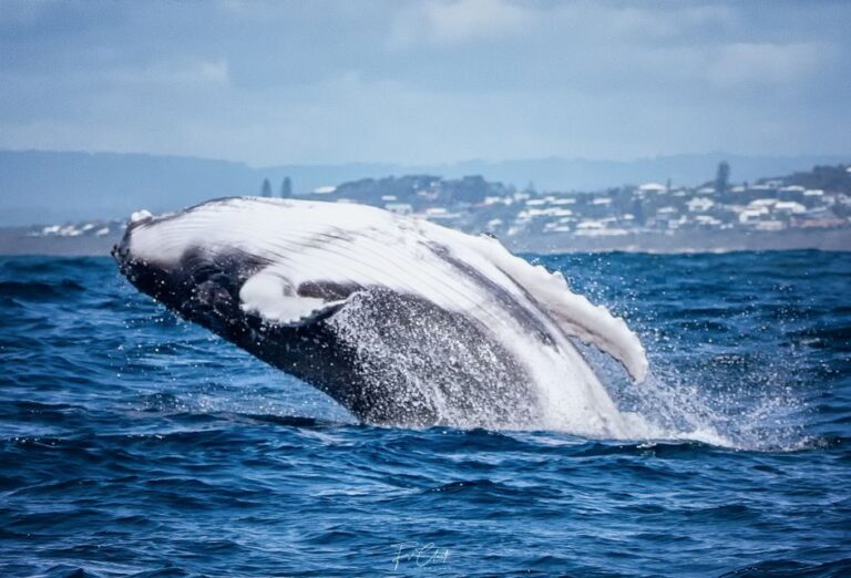 Noosa: Humpback Whale Watching Tour