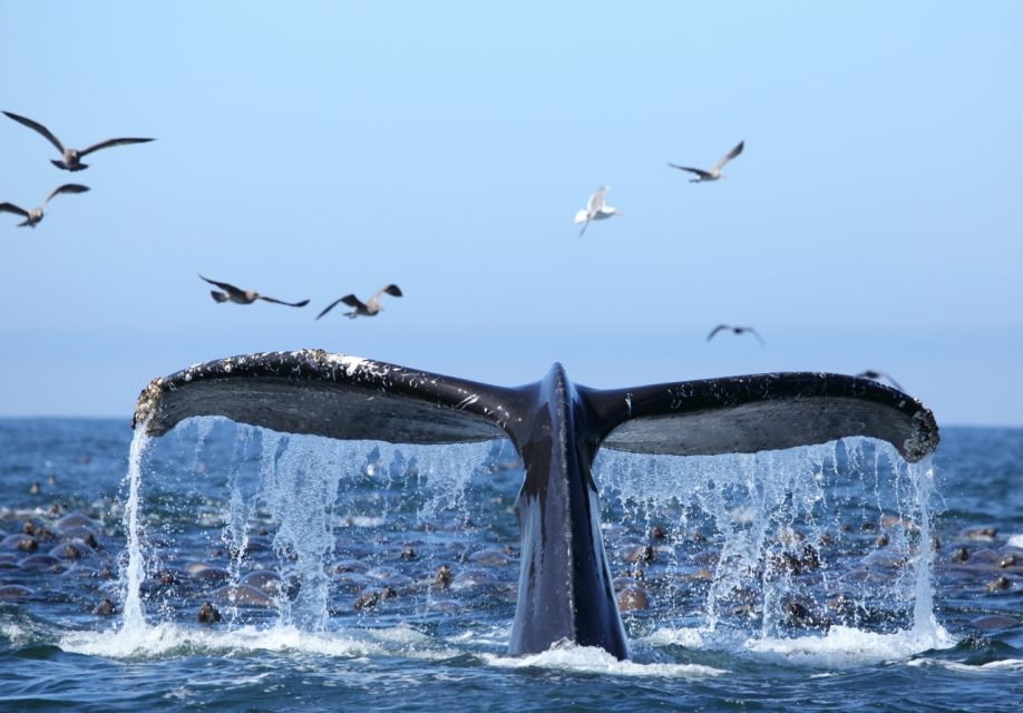 1 oahu honolulu whale watching cruise Oahu: Honolulu Whale Watching Cruise