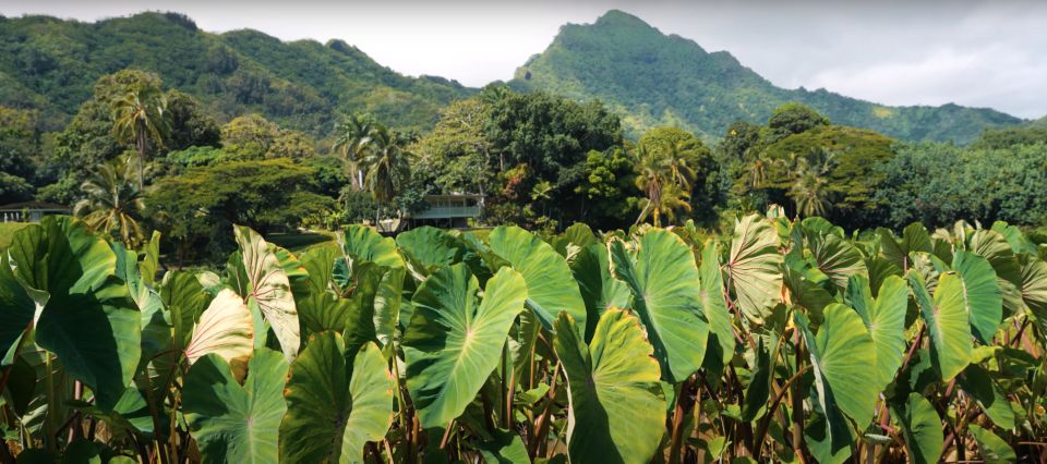 1 oahu kualoa farm and secret island tour by trolley Oahu: Kualoa Farm and Secret Island Tour by Trolley