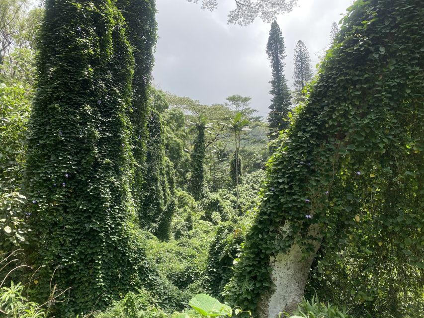 Oahu: Mānoa Falls Trail Hiking Shuttle - Experience