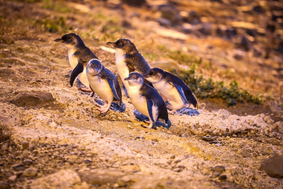 Oamaru: Blue Penguin Colony Evening Viewing Ticket